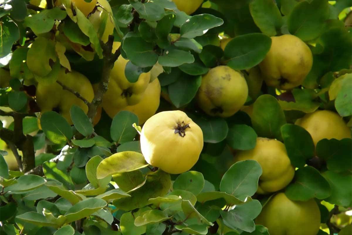 Le mele Cotogne: storia, caratteristiche, proprietà/benefici e utilizzi