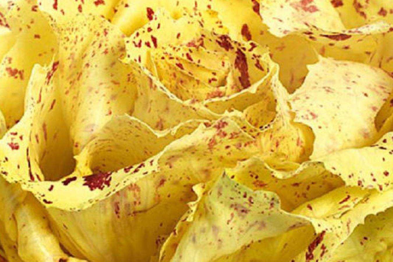 FESTA DEL RADICCHIO 