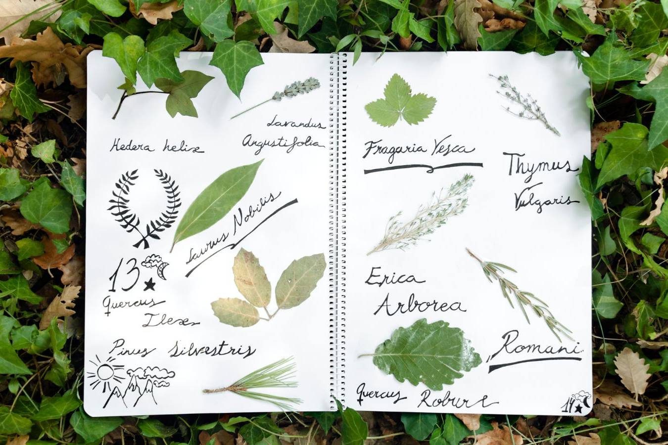 Come fare un erbario Laboratorio per bambini dai 6 ai 10 anni
