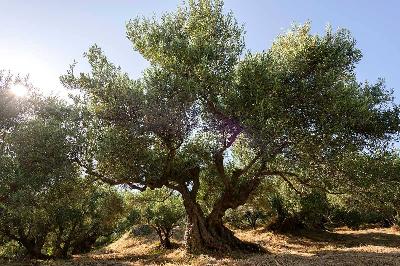 Benessere, salute ed energia dalle foglie d'ulivo