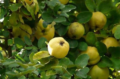Le mele Cotogne: storia, caratteristiche, proprietà/benefici e utilizzi