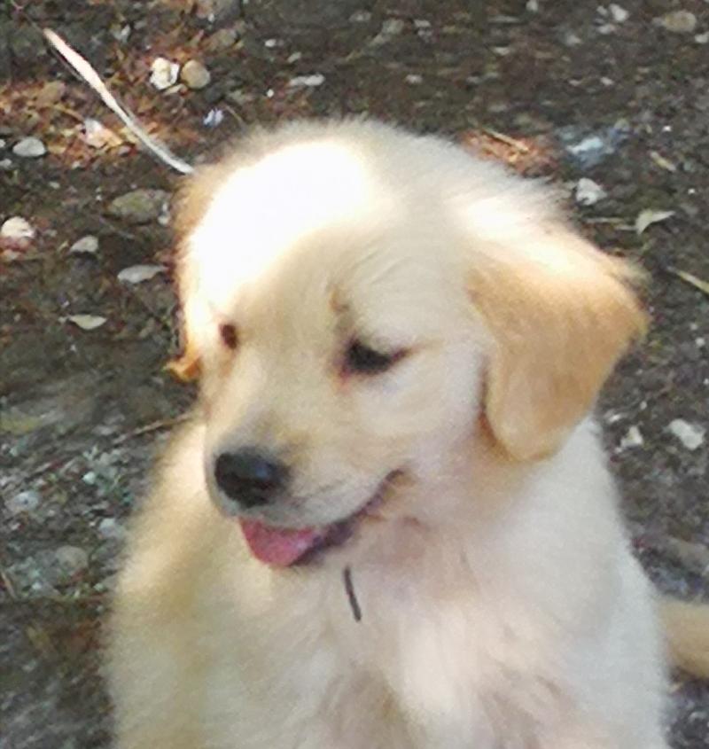 Golden retriever cuccioli 