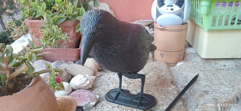 corvo finto scacciapiccioni