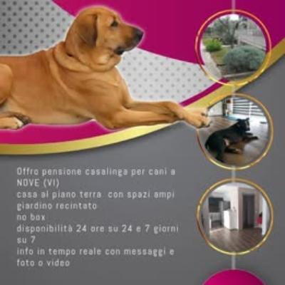 DISPONIBILE PENSIONE PER CANE DI PICCOLA/MEDIA TAGLIA
