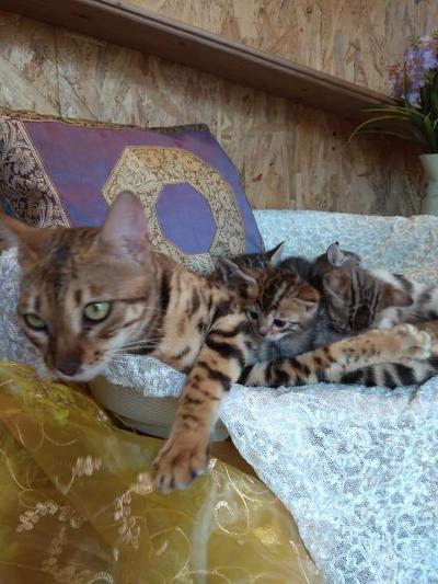 Bengala meravigliosi cuccioli in vendita