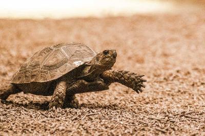 Quando manca il carapace