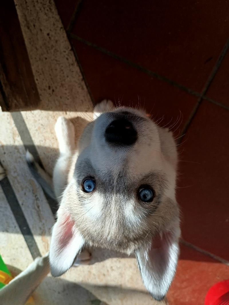 Cucciolo siberian husky 