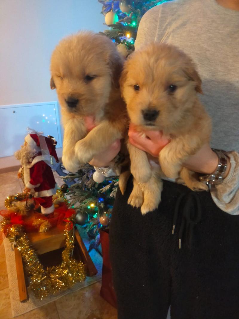 Golden retriever cuccioli 