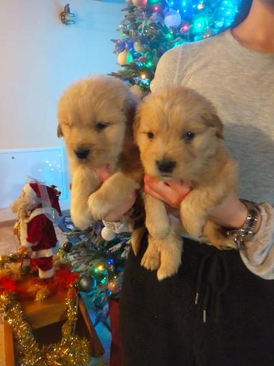 Golden retriever cuccioli 