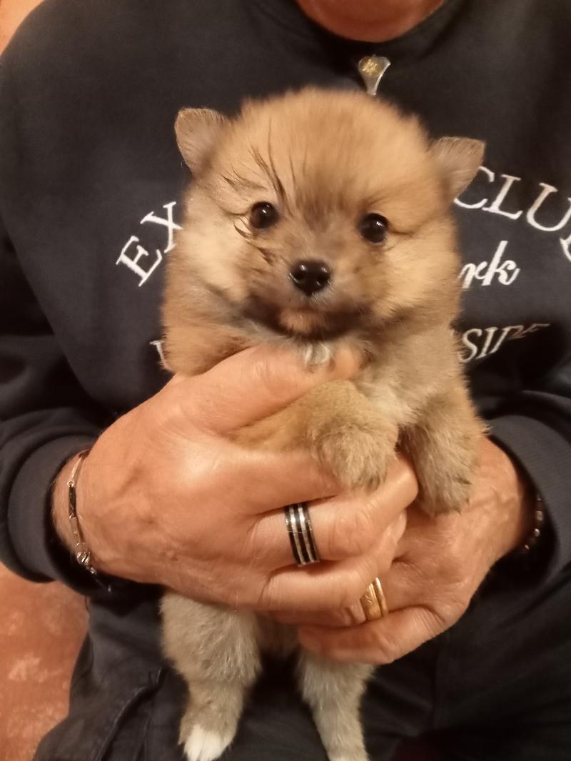 Volpino di Pomerania 