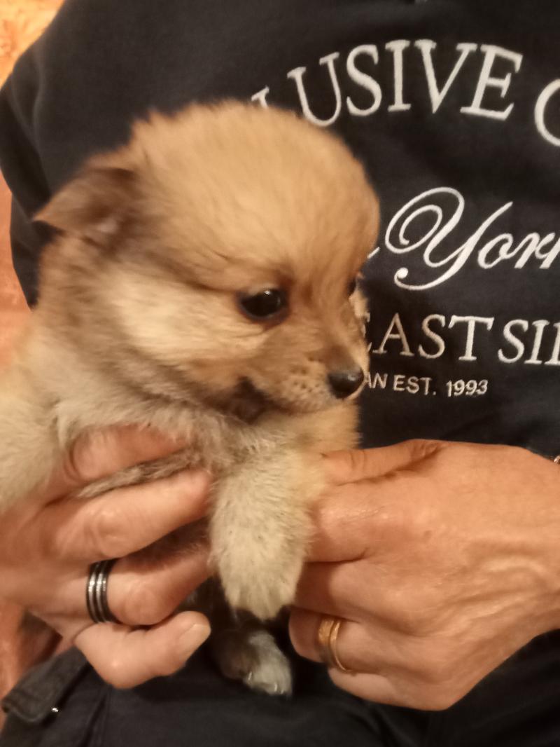 Volpino di Pomerania 