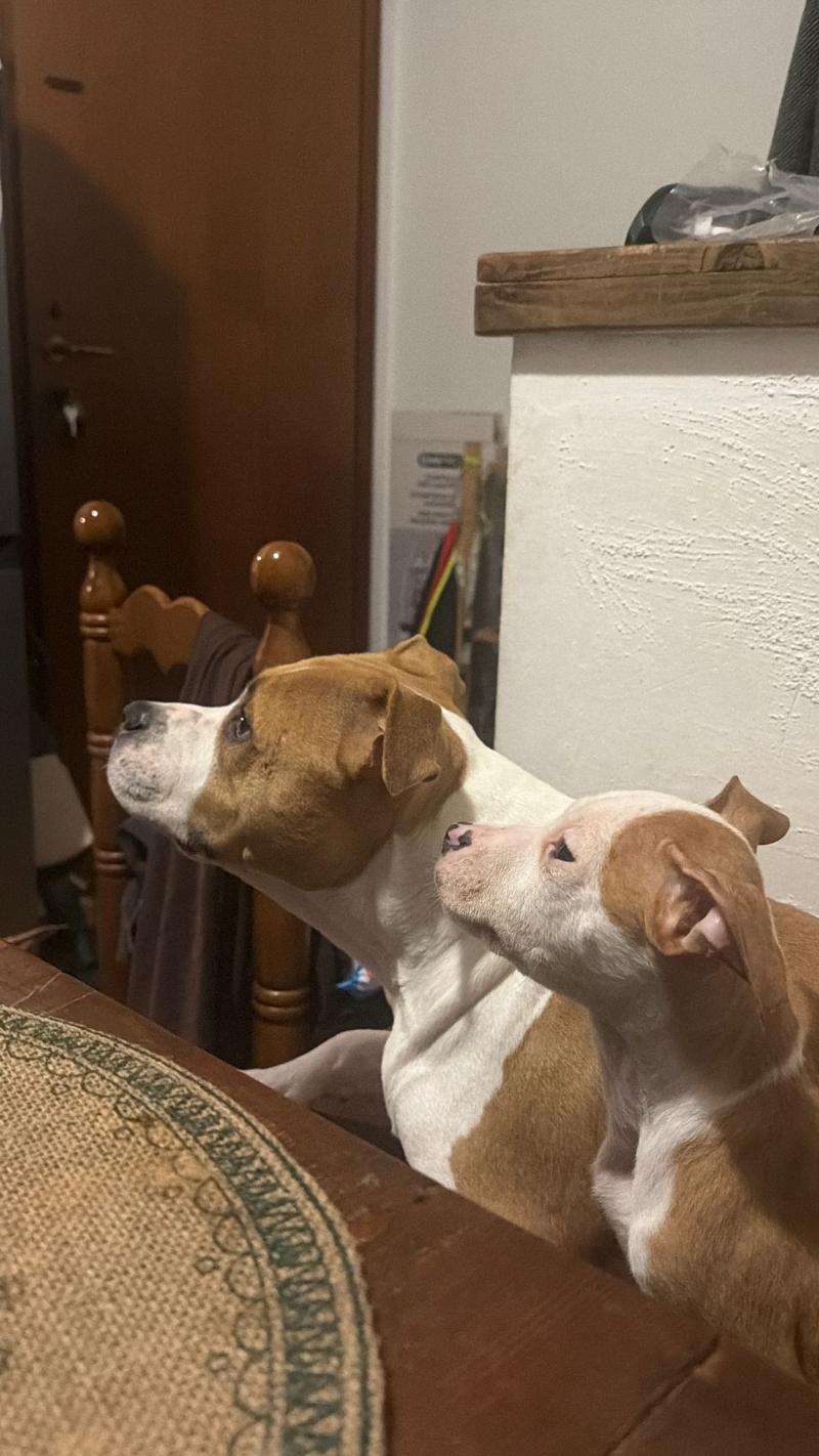 REGALO CUCCIOLI AMSTAFF DI 5 MESI,