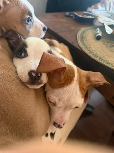 REGALO CUCCIOLI AMSTAFF DI 5 MESI,