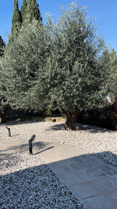N. 3 ALBERI DI OLIVO