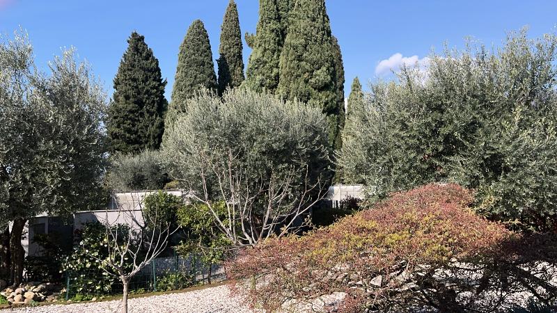 N. 3 ALBERI DI OLIVO