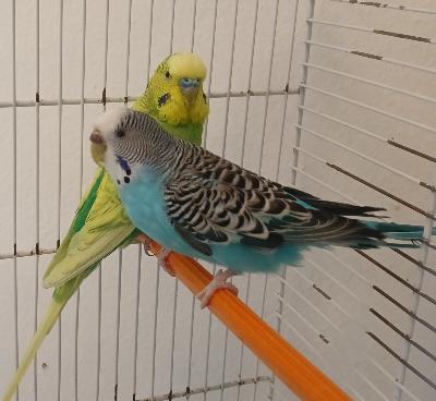 Coppia cocorite con gabbia e nido annesso