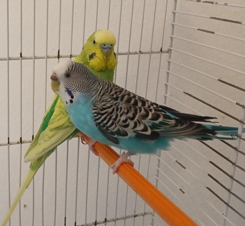 Coppia cocorite con gabbia e nido annesso