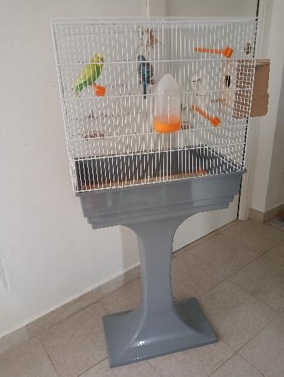 Coppia cocorite con gabbia e nido annesso