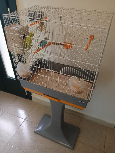 Coppia cocorite con gabbia e nido annesso