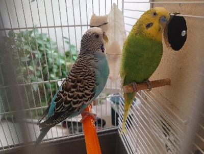 Coppia cocorite con gabbia e nido annesso