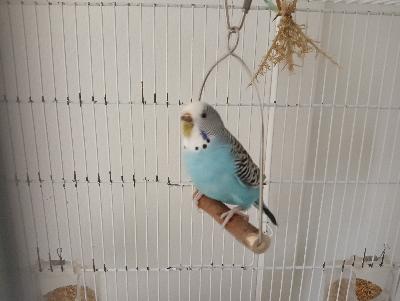 Coppia cocorite con gabbia e nido annesso