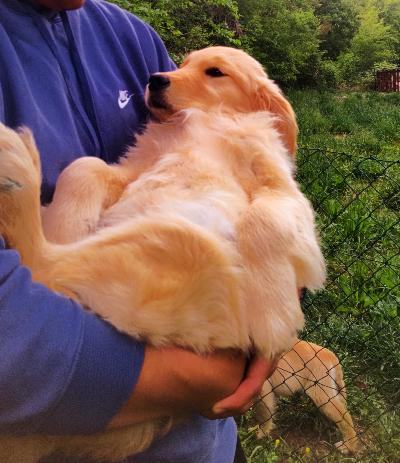 Golden retriever cuccioli 