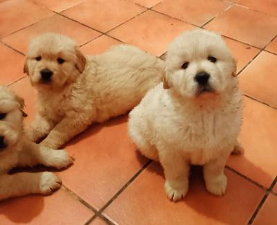 Golden retriever cuccioli 