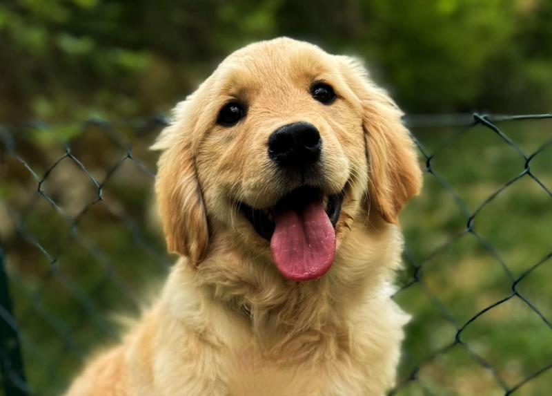 Golden retriever cuccioli 
