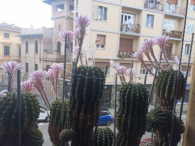 Cactus Equinopsis multi Fiori continui profumati