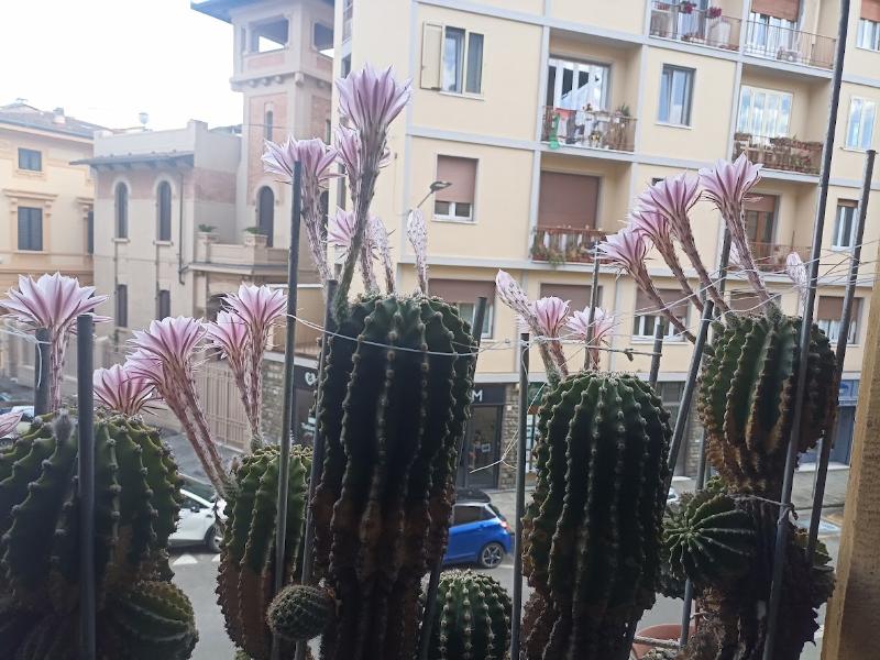 Cactus Equinopsis multi Fiori continui profumati