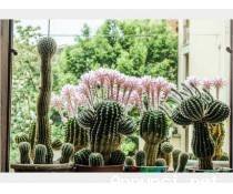Cactus Equinopsis multi Fiori continui profumati !