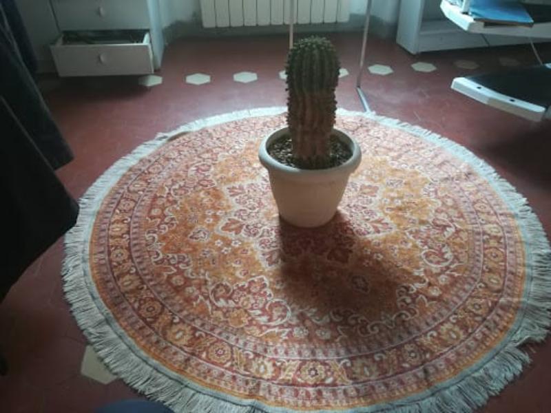 Cactus Equinopsis multi Fiori continui profumati !